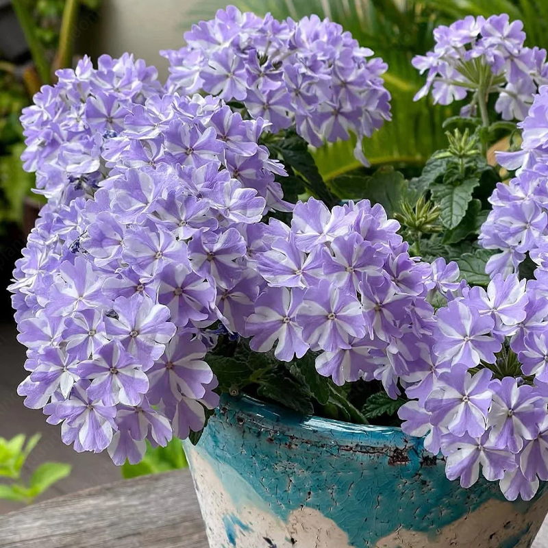 Verbena Tuscany Seeds
