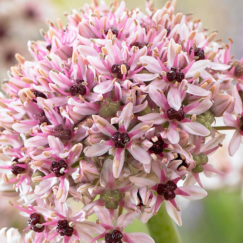 Allium basalticum Silver Spring Seeds Colorful Flower