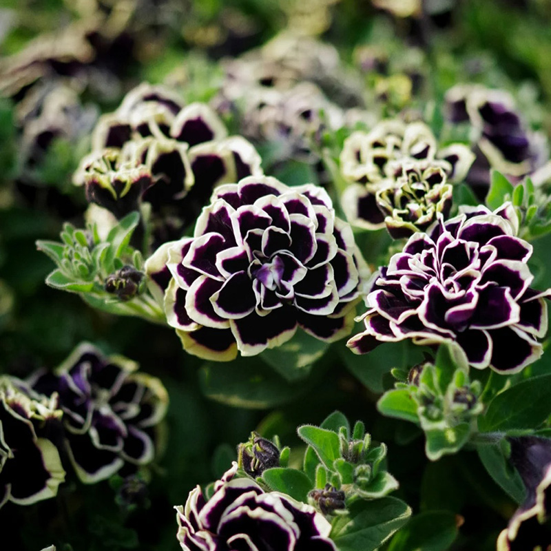 🔥Hot selling🌺double petunia🌱easy to plant