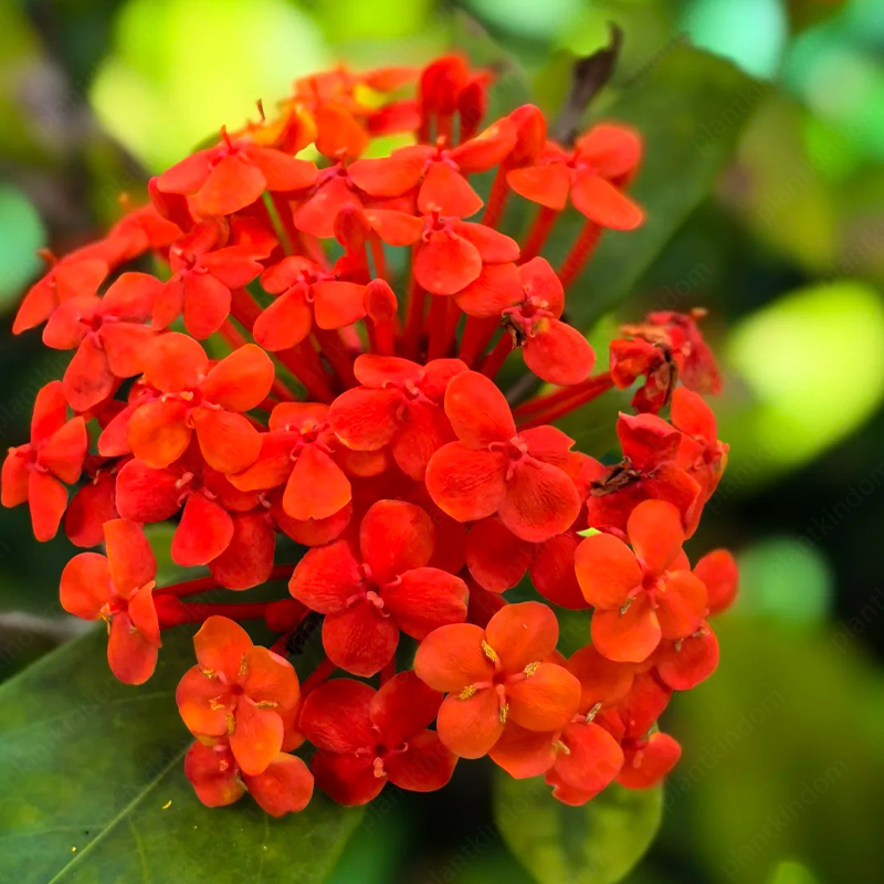 🔥60% OFF🌈Ixora Seeds💮Perfect flowers
