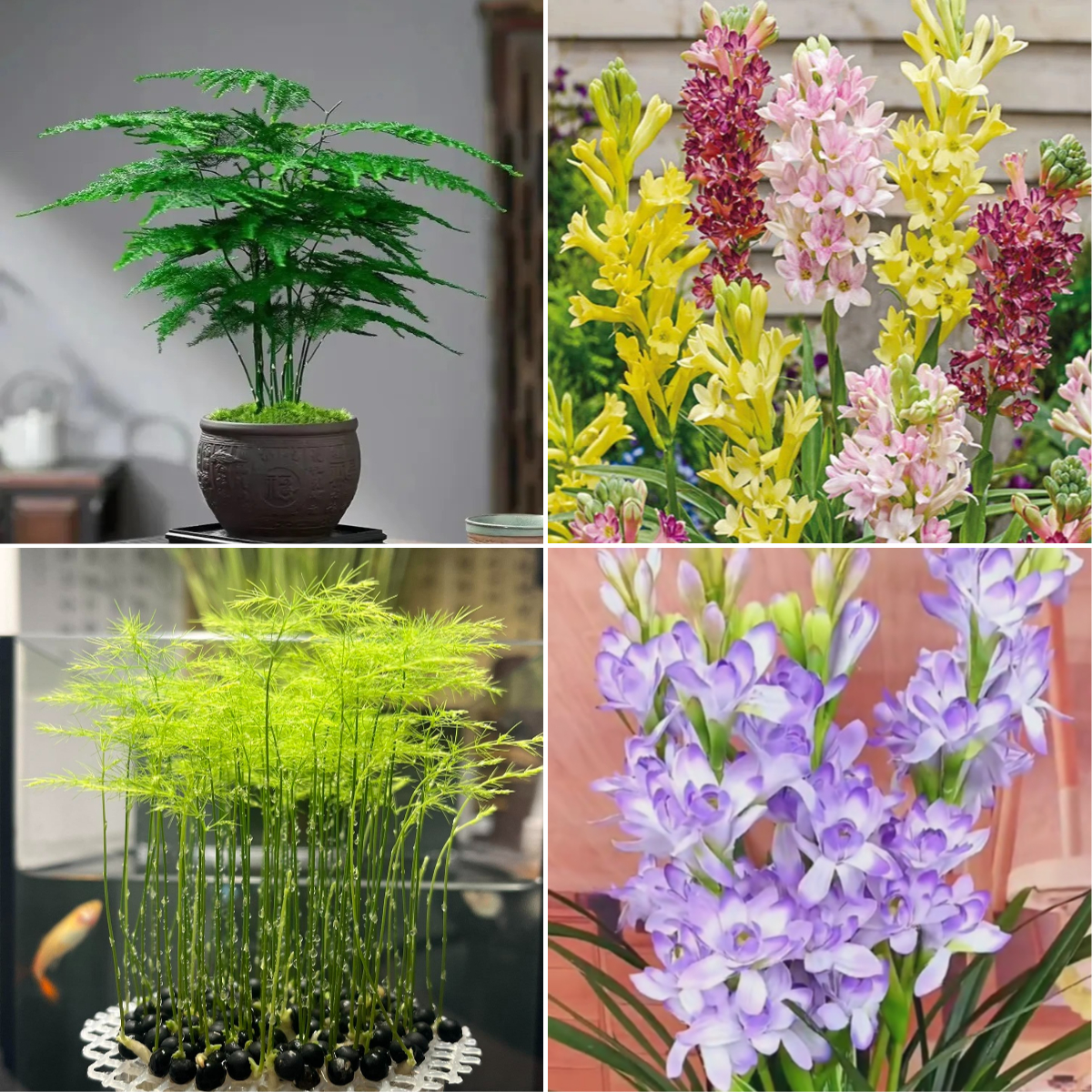 🎍Planting cloud bamboo✨From seeds to beautiful indoor plants