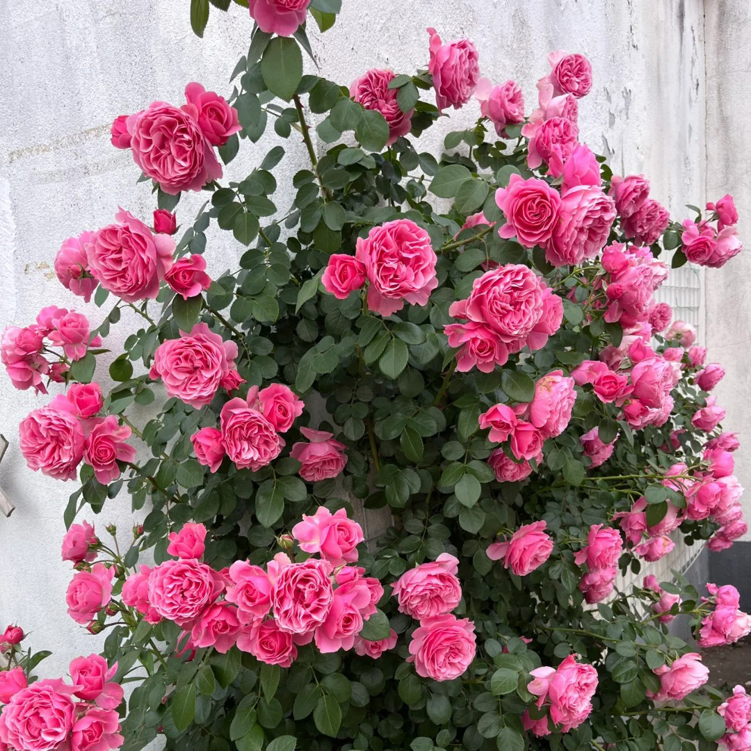 🔥50% OPff💖Pink Da Vinci Rose Seed🌿Huge Blooms