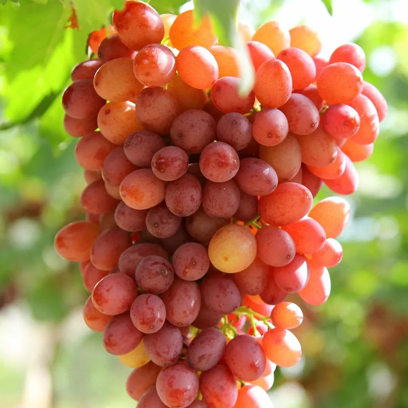 🔥Hot sales in spring🍇High Quality Red Grape Seeds🚀50% Discount