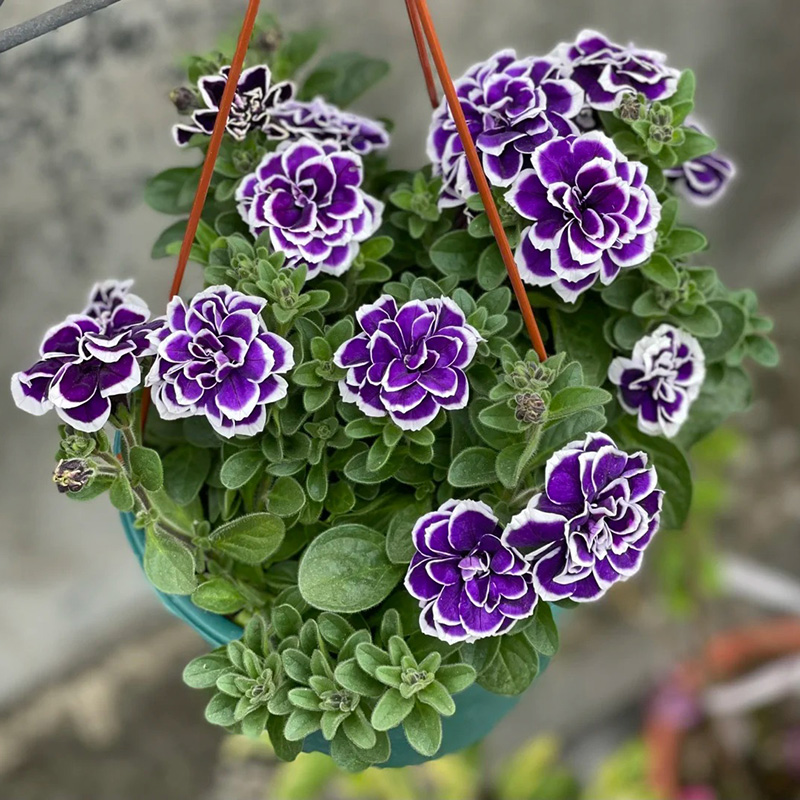 🔥Hot selling🌺double petunia🌱easy to plant