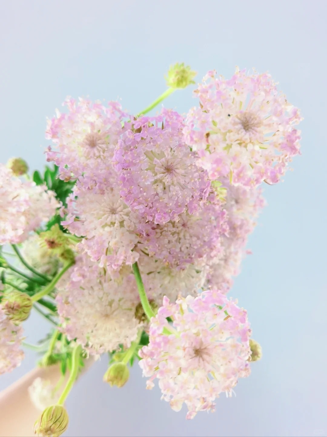 Trachymene coerulea Graham