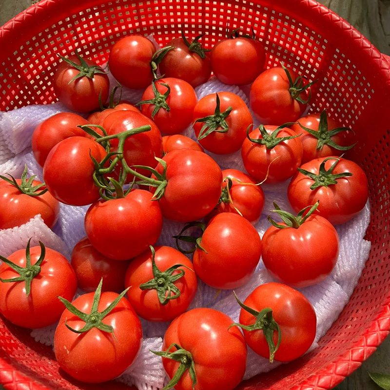 Hot Sales In Spring🔥Delicious Tomato Seed🍅Easy To Planting