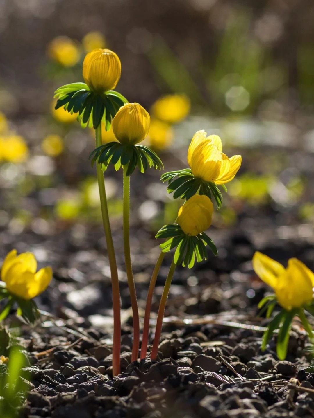 Eranthis pinnatifida
