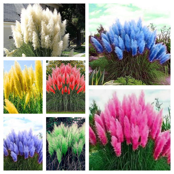 🔥2024 Garden Must-Have🌾 Perennial Pampas Ornamental Grass Seeds