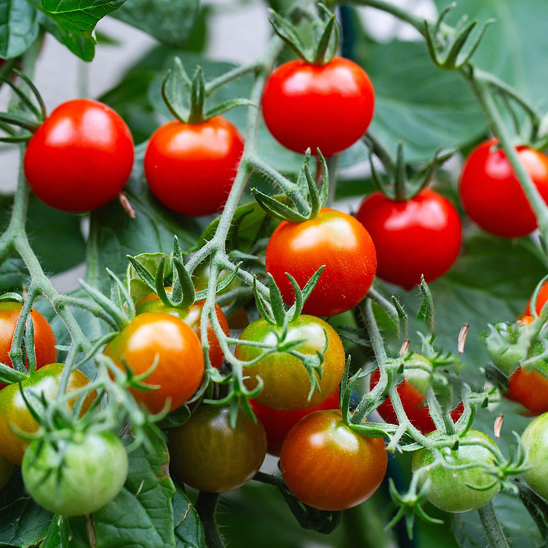 Hot Sales In Spring🔥Delicious Tomato Seed🍅Easy To Planting