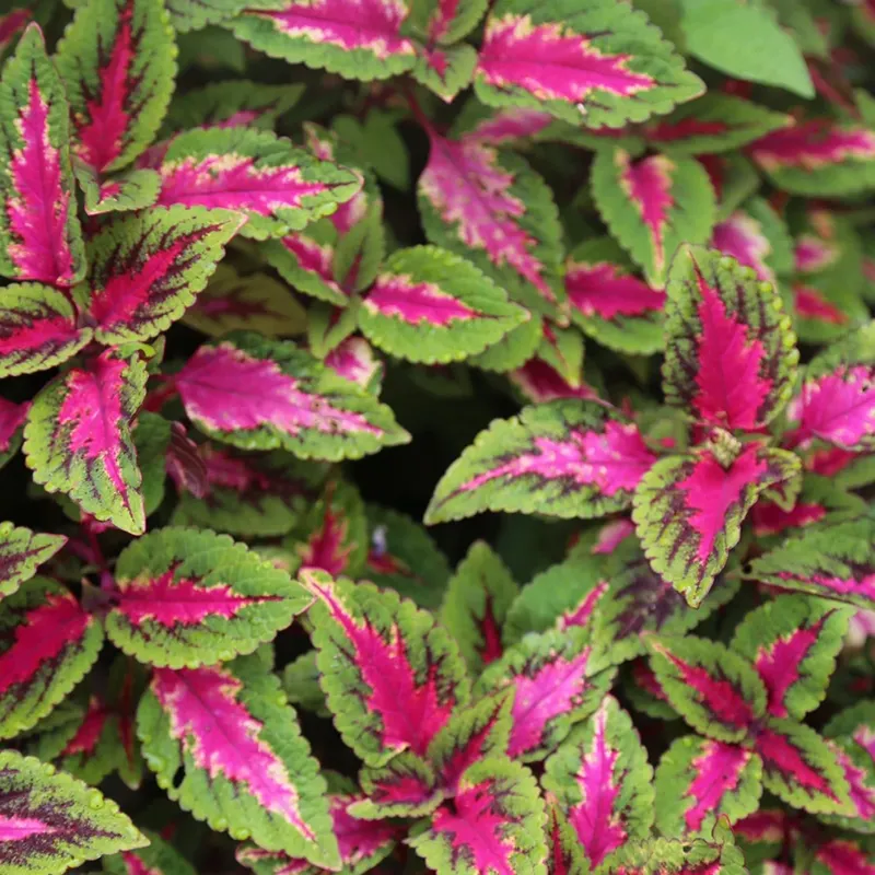 🪴La fata dell'estate-Coleus