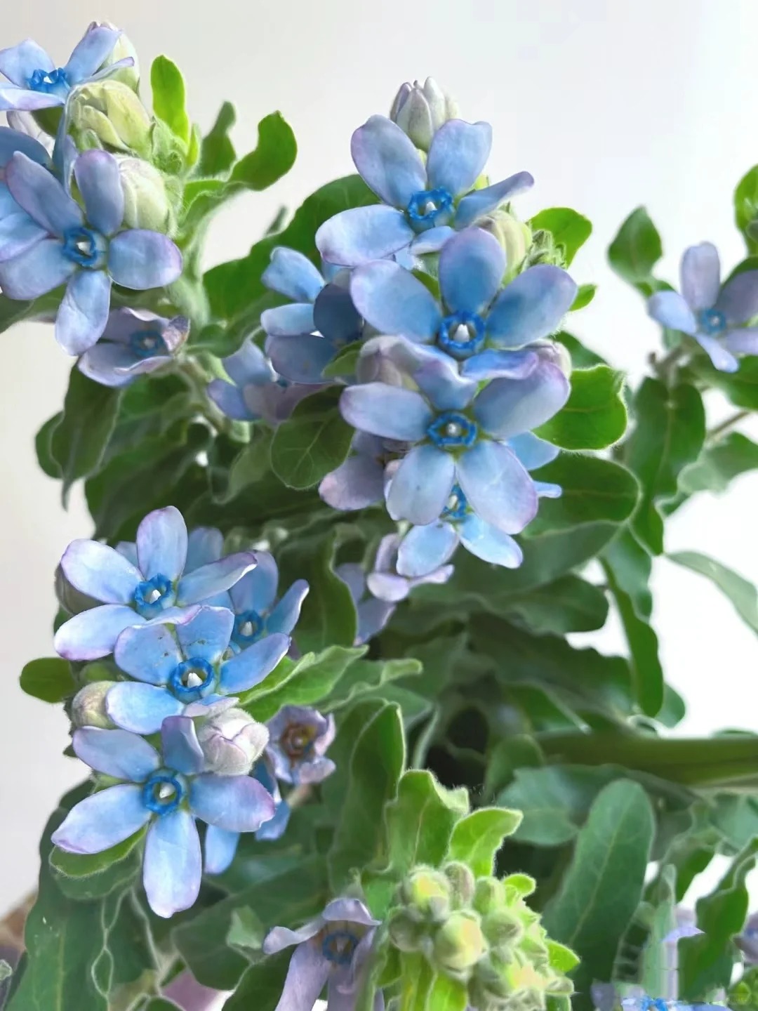 Evolvulus nuttallianus