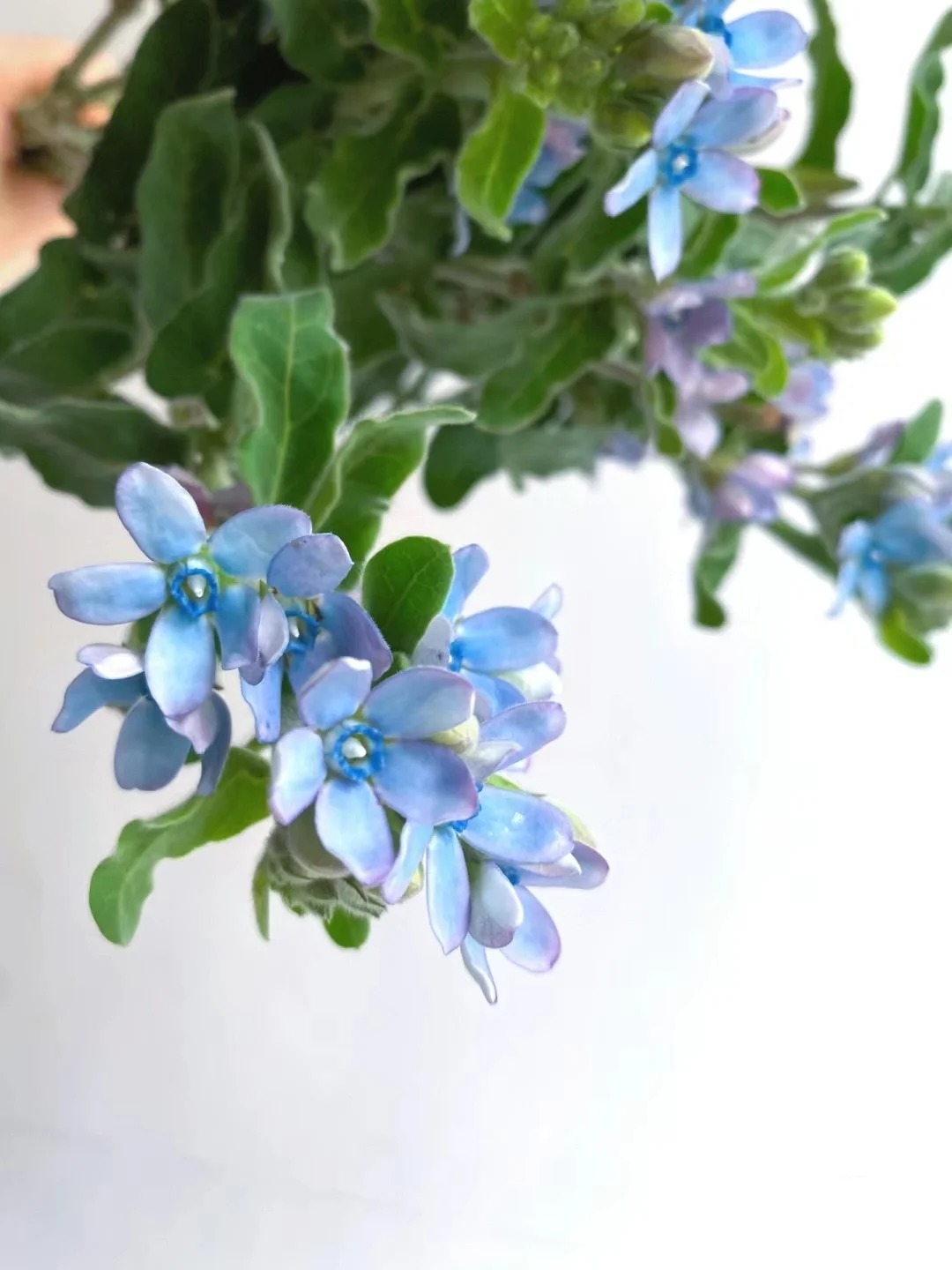 Evolvulus nuttallianus