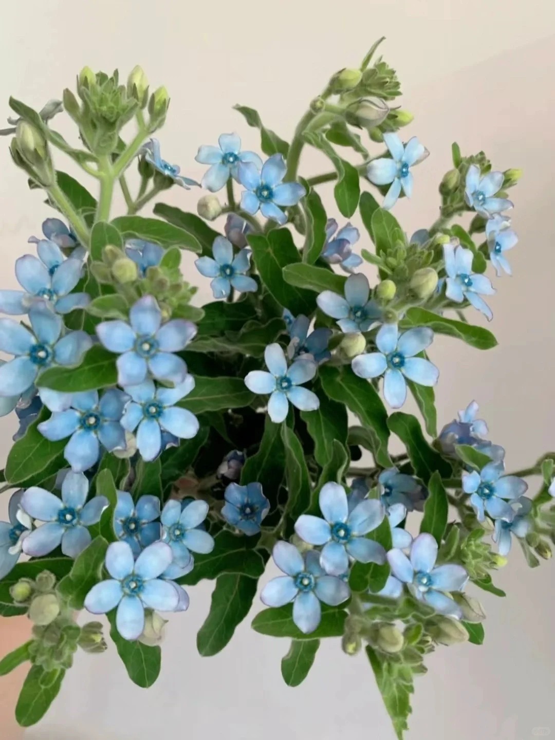 Evolvulus nuttallianus