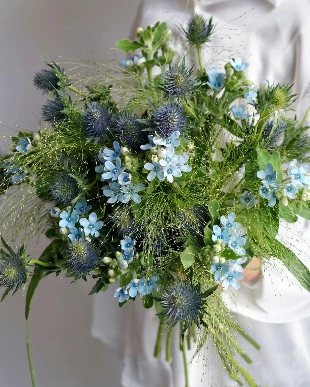 Evolvulus nuttallianus