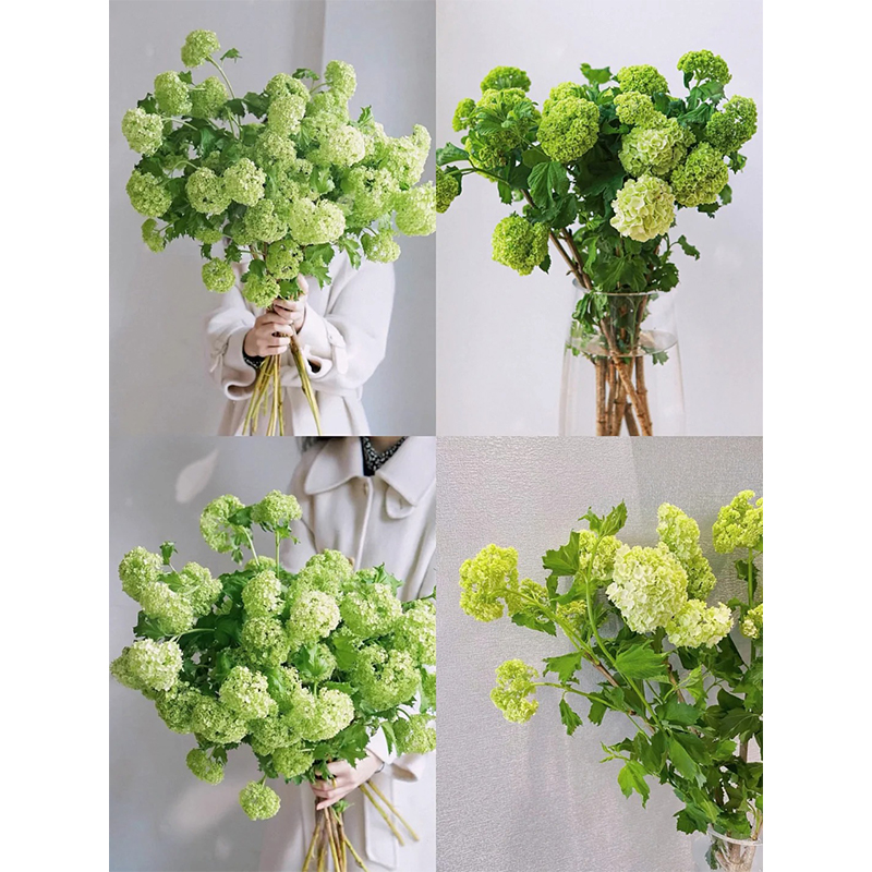 🔥Limited Time Special Offer🎉Viburnum macrocephalum