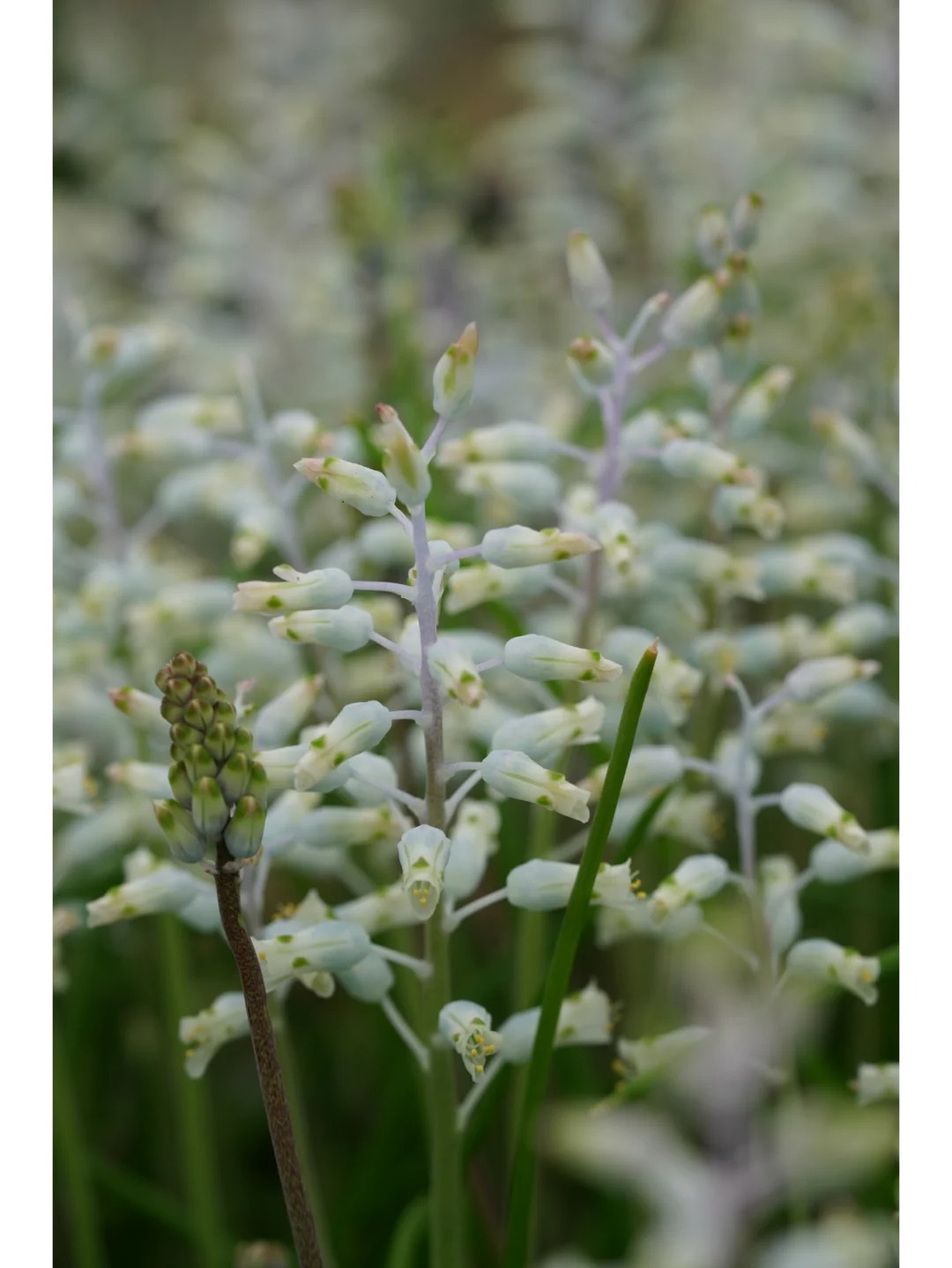 💥Over 60% OFF🌱Lachenalia Aloides Seeds🦋Firecracker Shaped Flowers