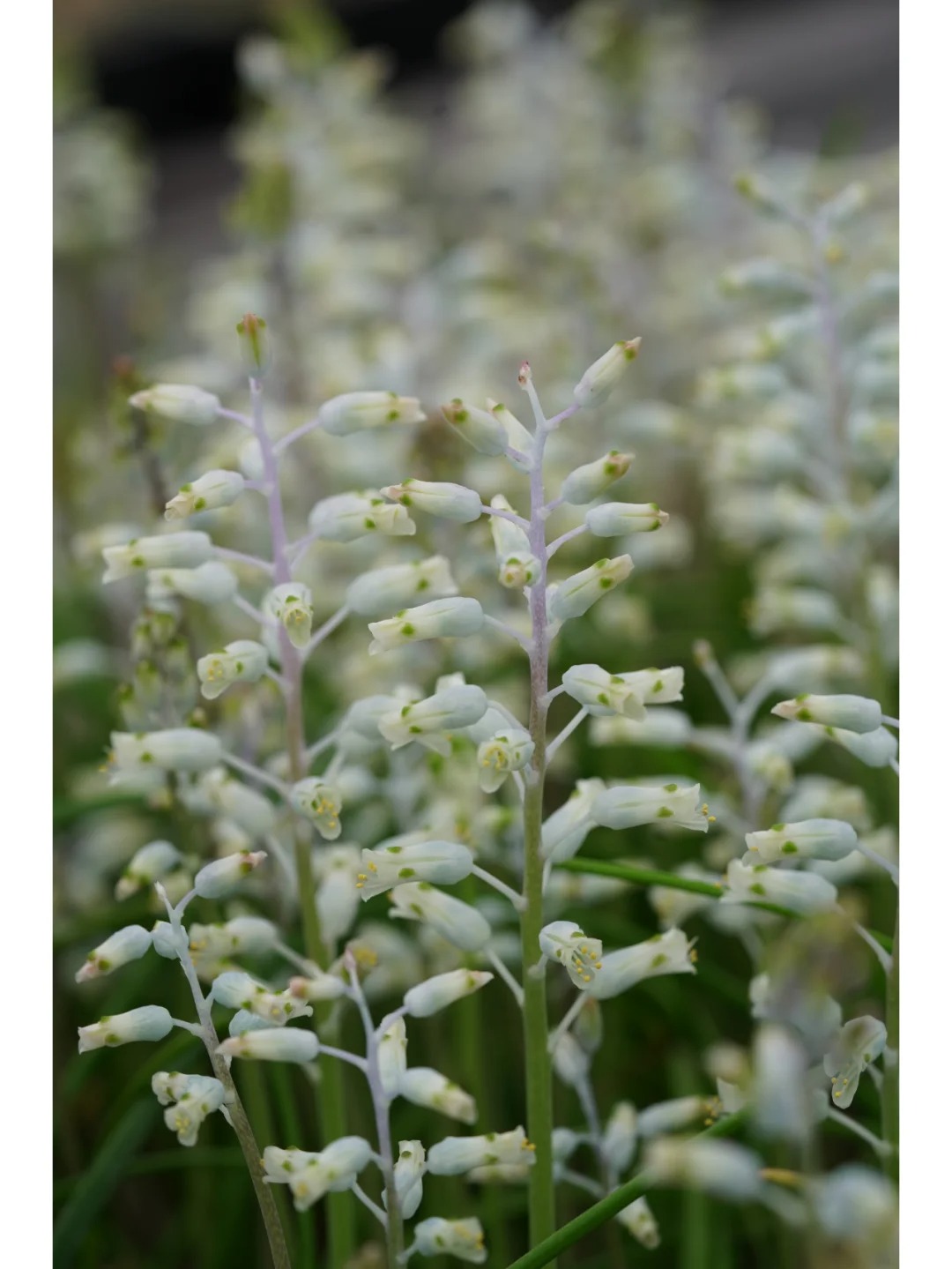 💥Over 60% OFF🌱Lachenalia Aloides Seeds🦋Firecracker Shaped Flowers