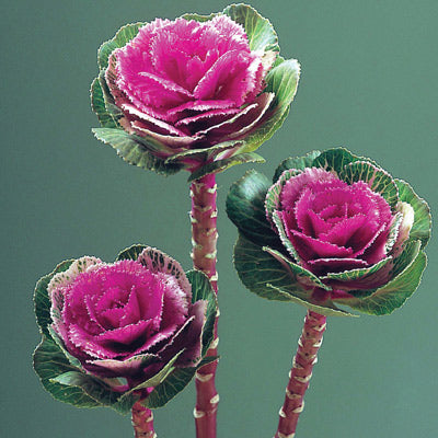 💫67%OFF 🌱Ornamental Kale Cut Flower Collection Seed