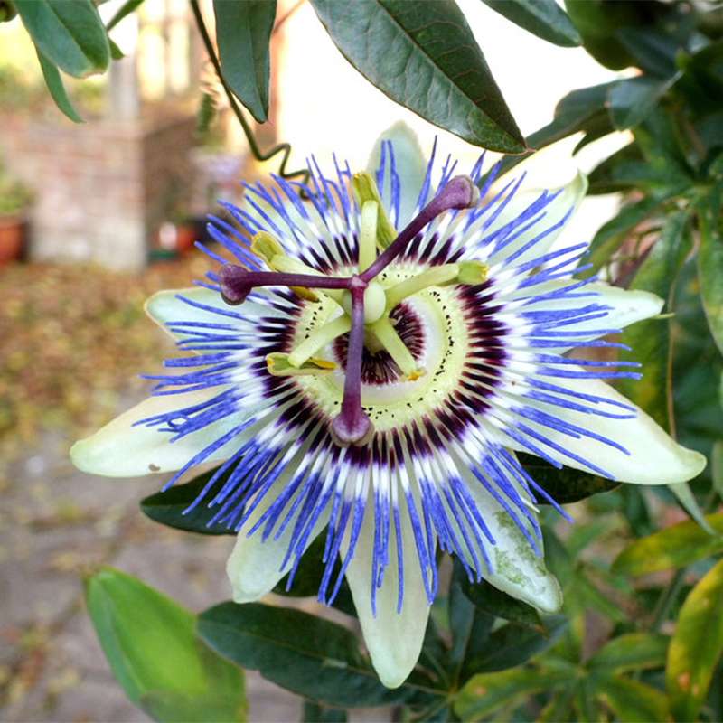 Passiflora caerulea 'Waterloo Blue' Passion Flower Seeds