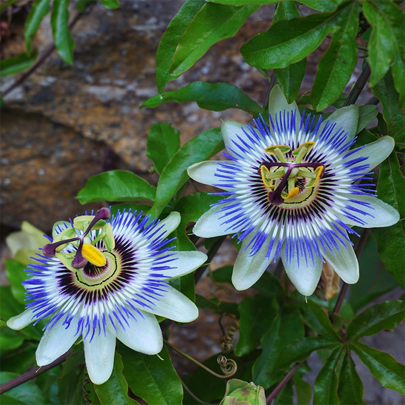 Passiflora caerulea 'Waterloo Blue' Passion Flower Seeds