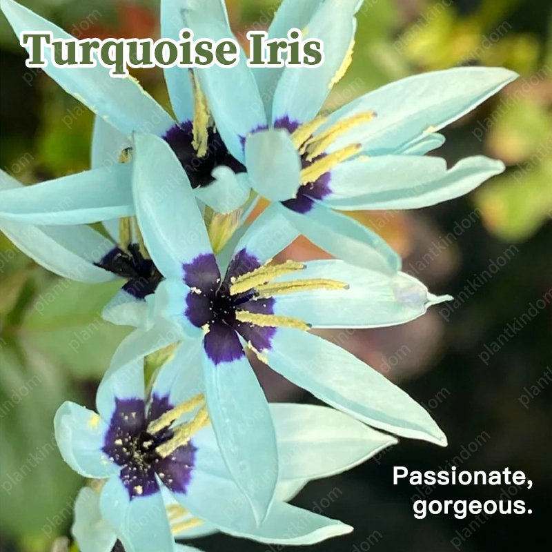 🌷Special promotion on Iris seeds