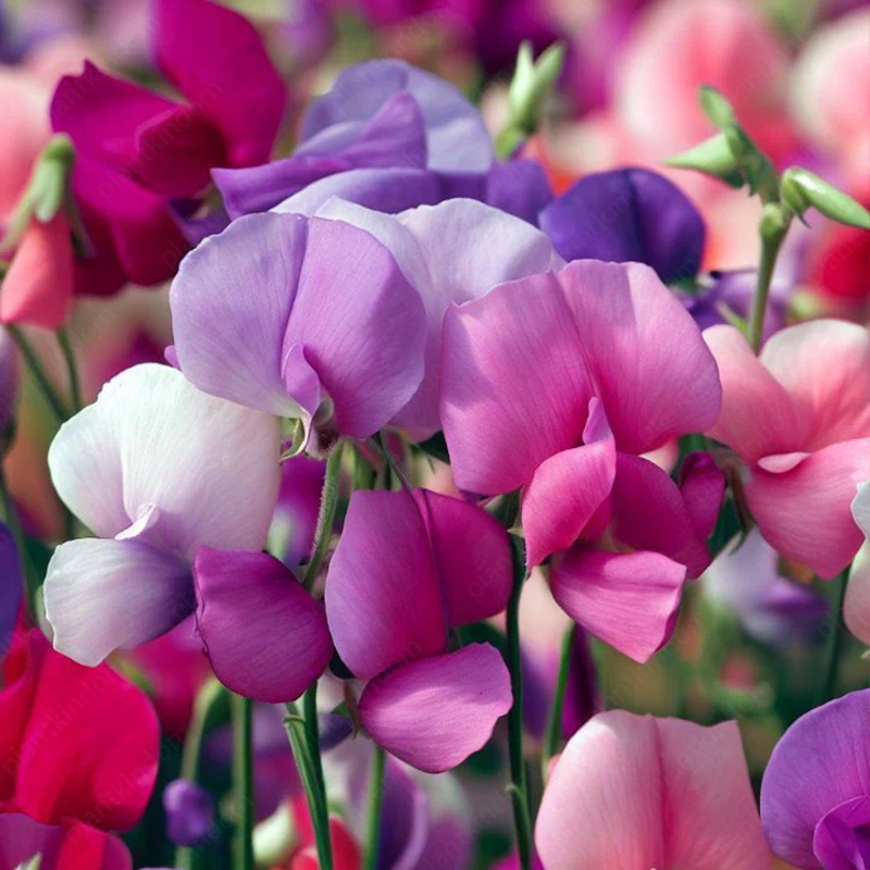 Sweet Pea Flower 