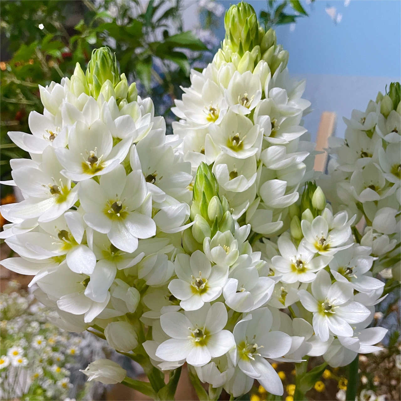 Hot Sale🔥 Sacred Heart Lily Seeds 🌸Selective🌷