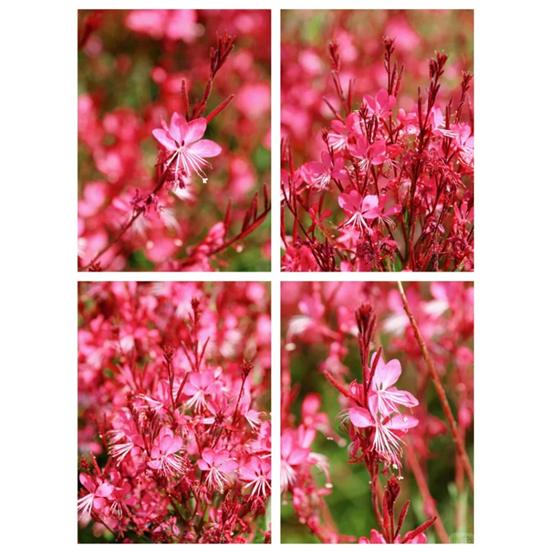 💥Limited Time Offer🌸Gaura seeds