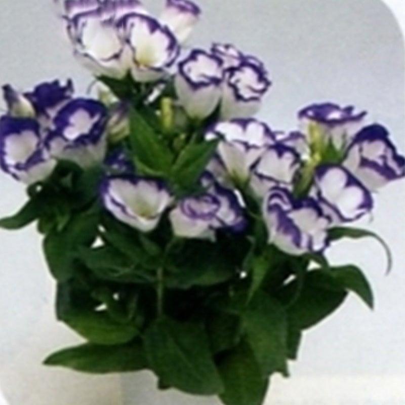 Multicolor Eustoma Seeds