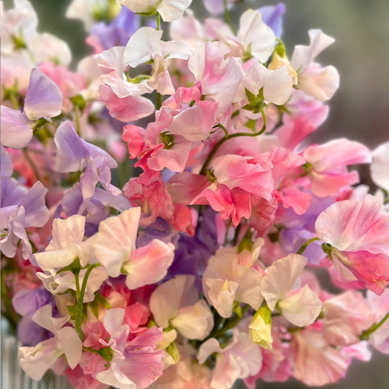 🚀Hot New Product🫛Sweet Pea Flower Seeds🌈Colorful Flowers
