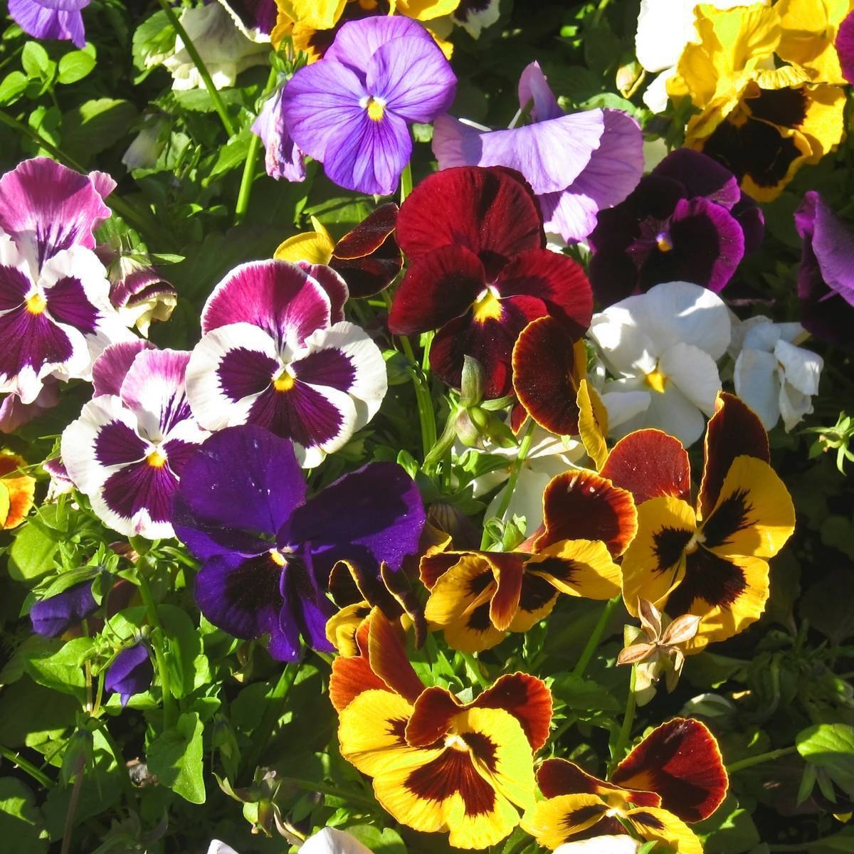 100Pcs Pansy Giant Fancy Mix Seeds
