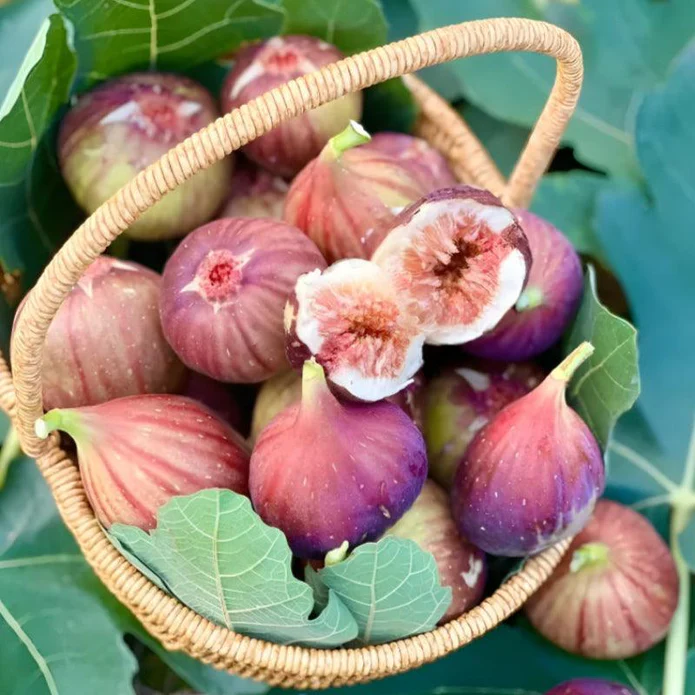 Giant Fig Tree Seeds