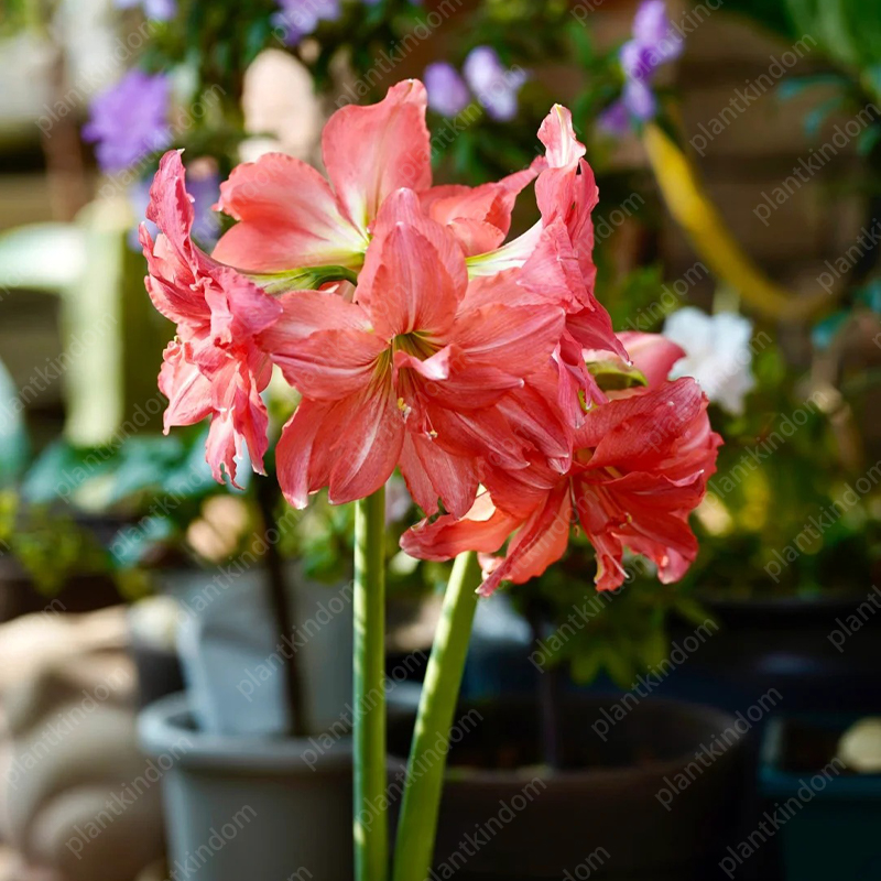 🌸🌹 Special Time-Limited Offer: Amaryllis Seeds 
