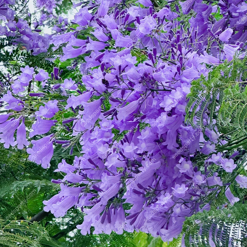 💐Stunning Flowers Blue Jacaranda Seed🌱Long Flowering Period