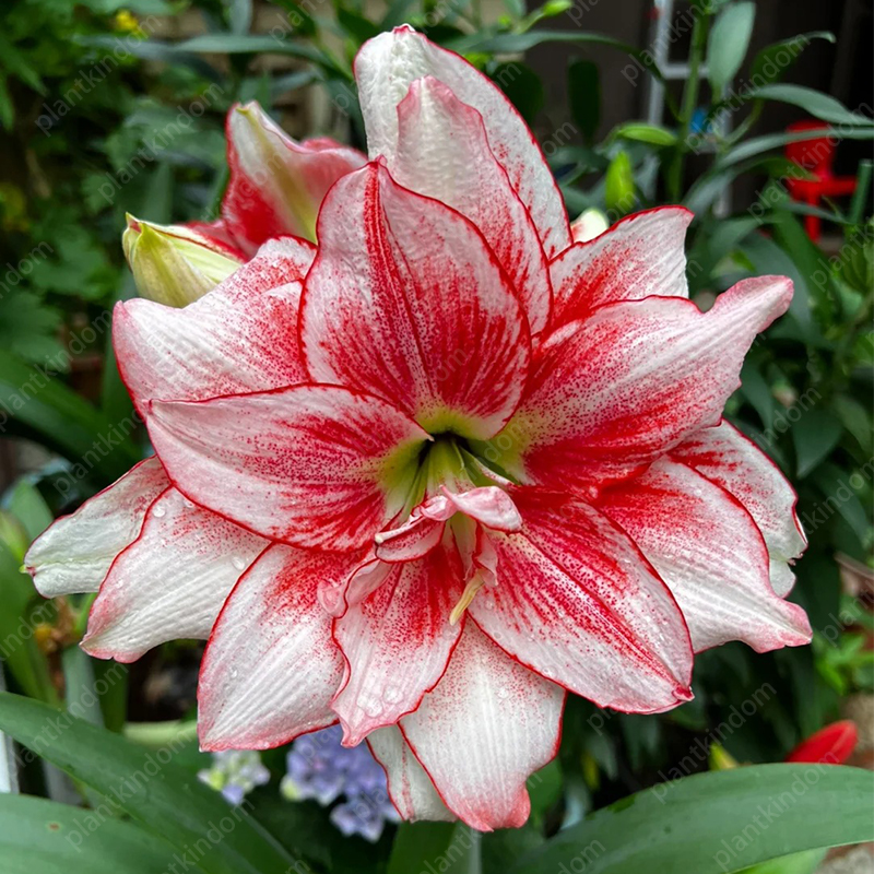 🌸🌹 Special Time-Limited Offer: Amaryllis Seeds 