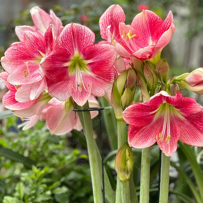 🌸🌹 Special Time-Limited Offer: Amaryllis Seeds 