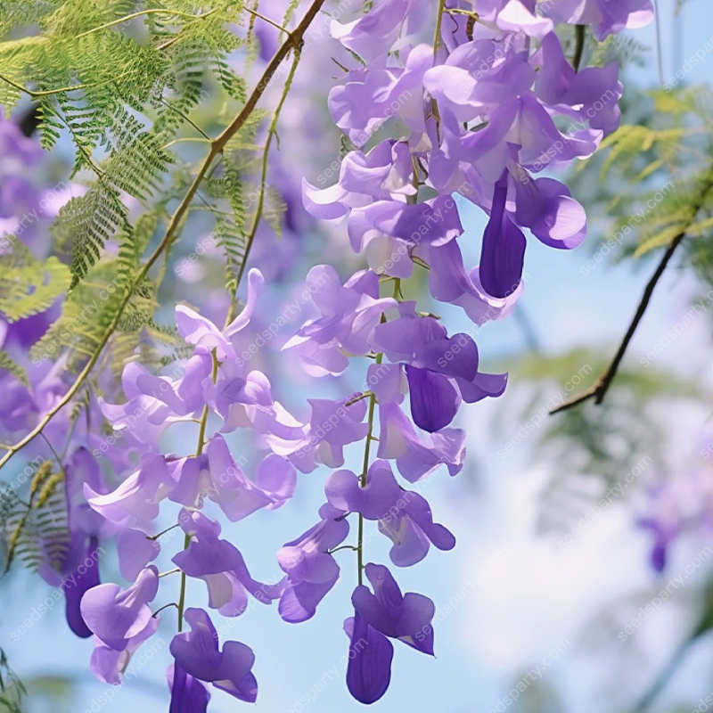 💐Stunning Flowers Blue Jacaranda Seed🌱Long Flowering Period