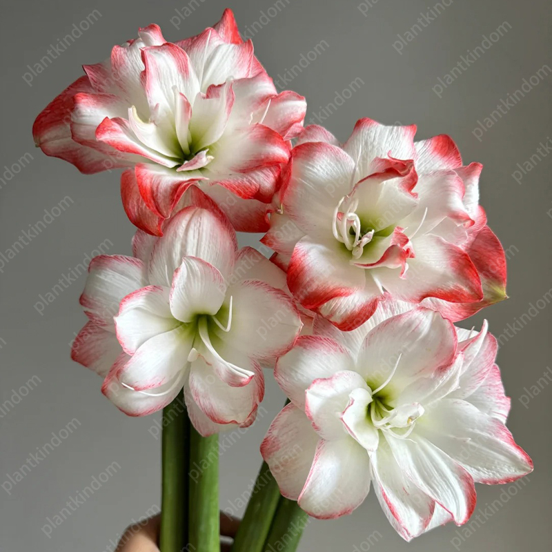 🌸🌹 Special Time-Limited Offer: Amaryllis Seeds 