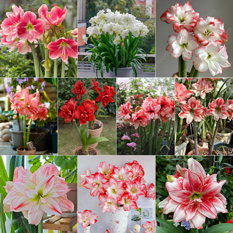 🌸🌹 Special Time-Limited Offer: Amaryllis Seeds 