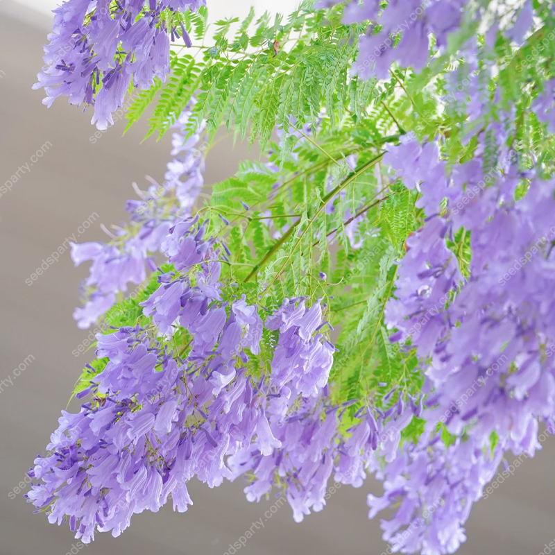 💐Stunning Flowers Blue Jacaranda Seed🌱Long Flowering Period