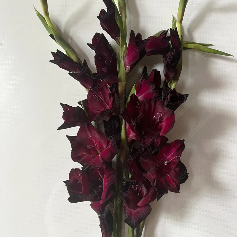 🎉Special offer: Gladiolus Bulbs!