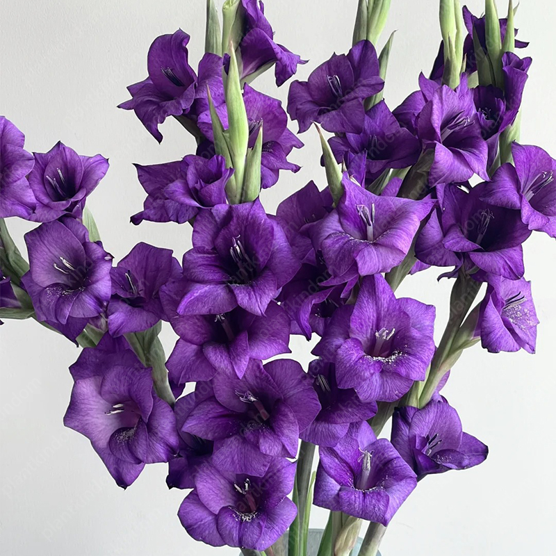 🎉Special offer: Gladiolus Bulbs!