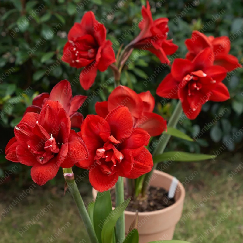 🌸🌹 Special Time-Limited Offer: Amaryllis Seeds 