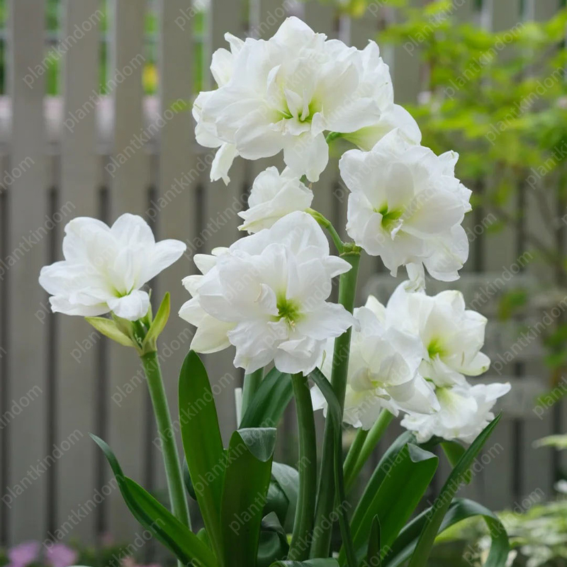 🌸🌹 Special Time-Limited Offer: Amaryllis Seeds 