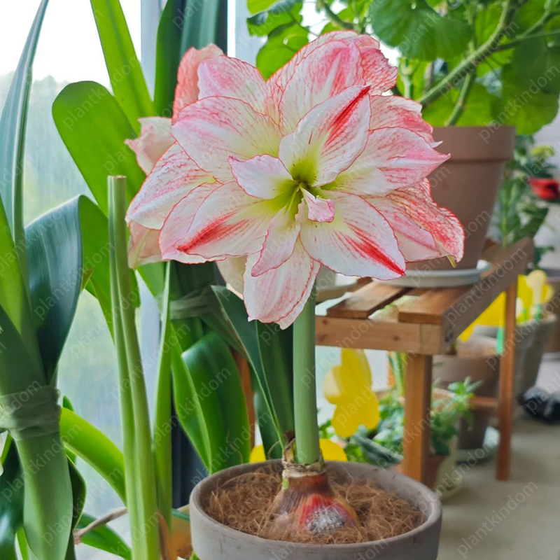 🌸🌹 Special Time-Limited Offer: Amaryllis Seeds 