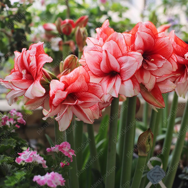🌸🌹 Special Time-Limited Offer: Amaryllis Seeds 