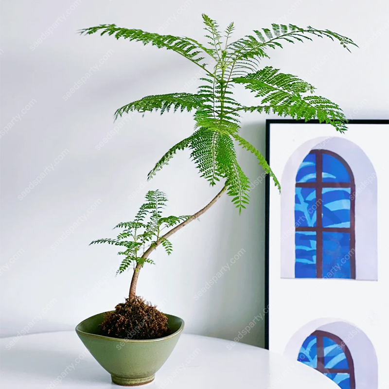 💐Stunning Flowers Blue Jacaranda Seed🌱Long Flowering Period