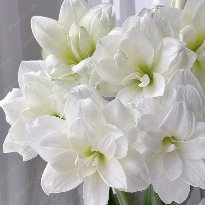 🌸🌹 Special Time-Limited Offer: Amaryllis Seeds 