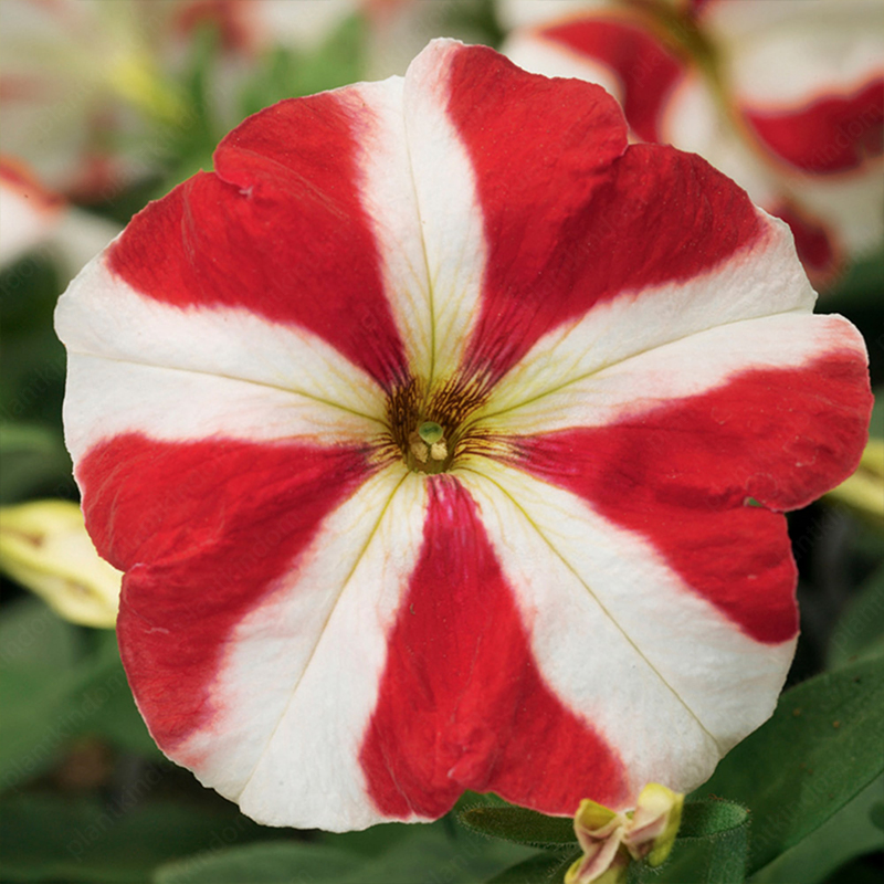 🌈Hot Sale🔥Petunia TriTunia Series Seeds🌼Multi-color