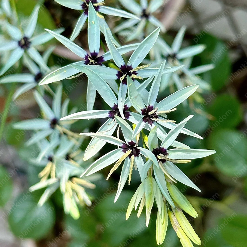 🌷Special promotion on Iris seeds